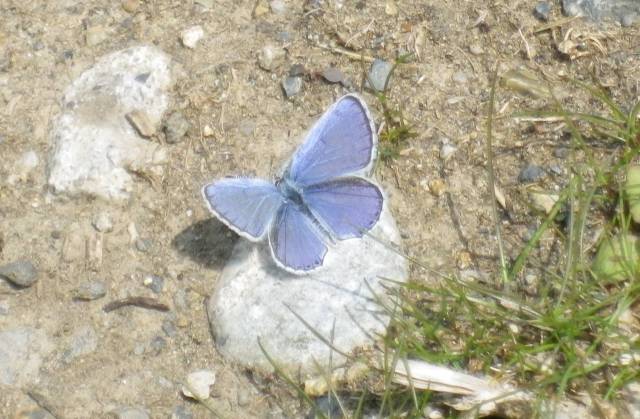 I snapped this stunning little butterfly not far from Otosan and Okasan's home.
