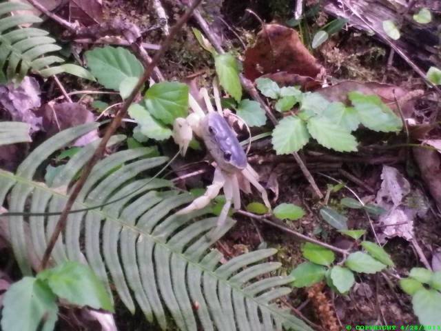 We saw this land crab near an onsen that we visited. I was told that this crab eats bamboo but will have to check the reference books on that.