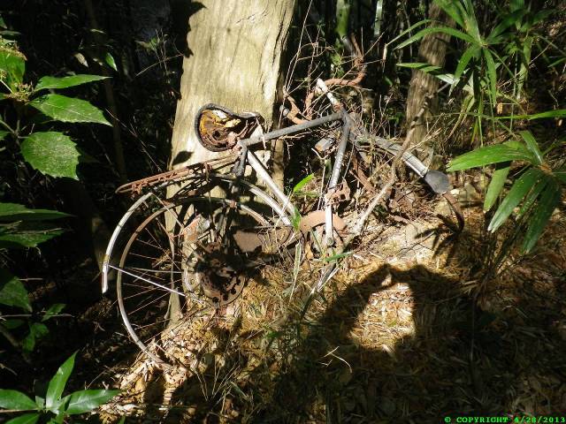 Abandoned bicycle in a bamboo grove.