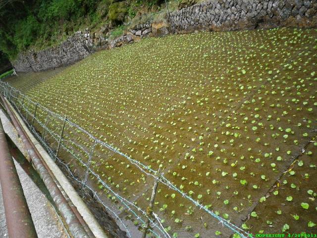 Juvenile Wasabi plants.