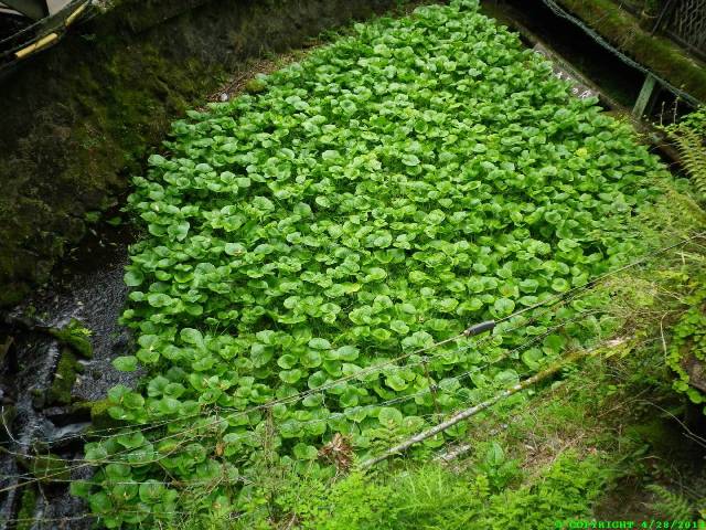 More fully grown Wasabi. It grows only in very clean, clear, cool, fresh water streams.