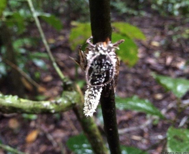 Peru2015_065_cordycepts_moth