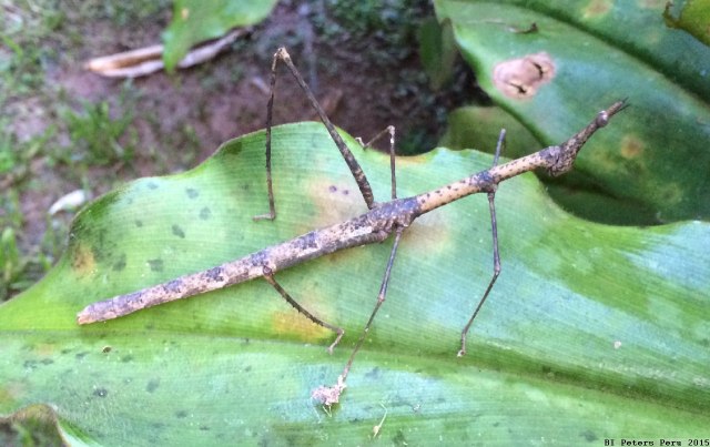 Peru2015_072_stick_insect