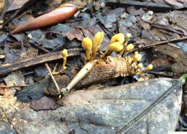 Peru2015_cordycepts_012