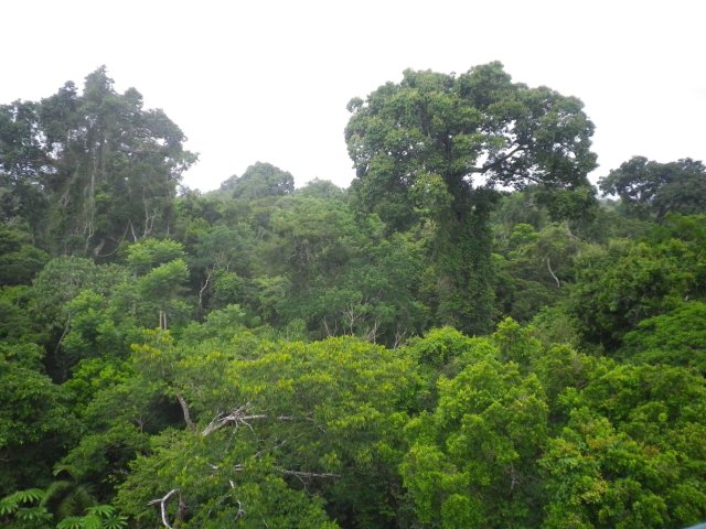 TRC_tower_emergent_tree(iron wood)