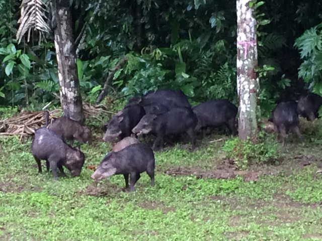 TRC_white_lip_peccarys
