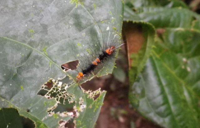 caterpillar