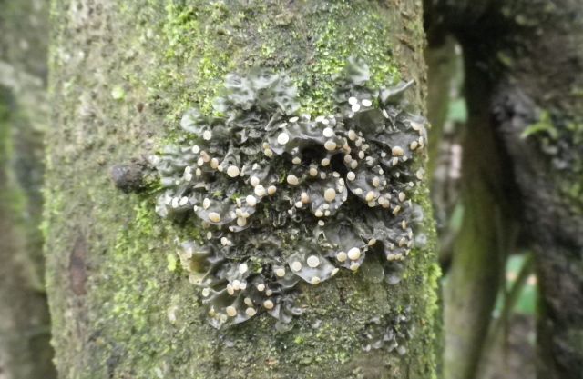 fungi3_green-white_bodies