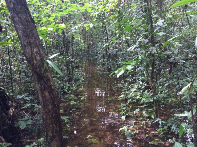 amazon-Inotawa-flooded-forest(1)