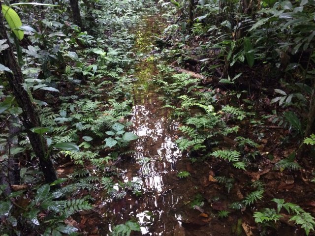 amazon-Inotawa-flooded-forest(3)