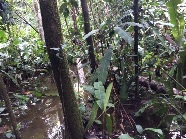 amazon-Inotawa-flooded-trail(1)