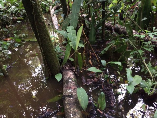 amazon-Inotawa-flooded-trail(2)