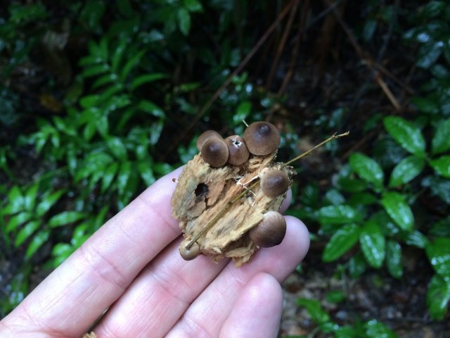 amazon-Inotawa-nature-fungi-1