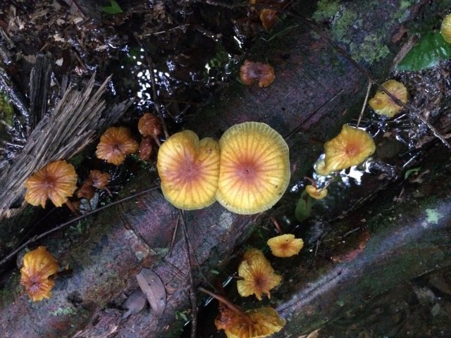 amazon-Inotawa-nature-fungi-2