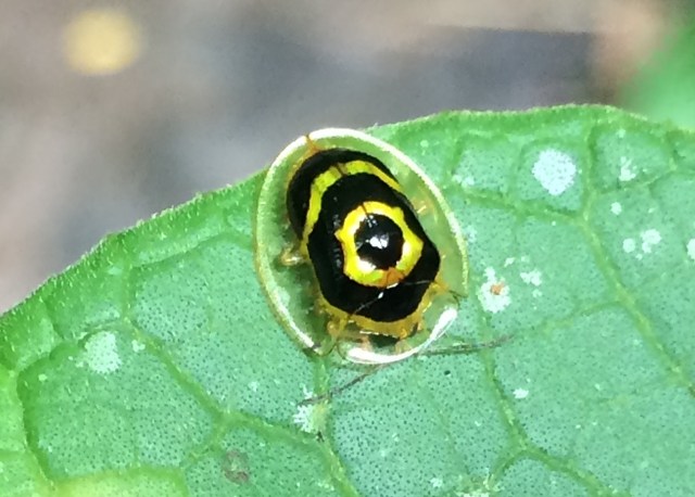 amazon-Inotawa-shielded-insect(closeup)