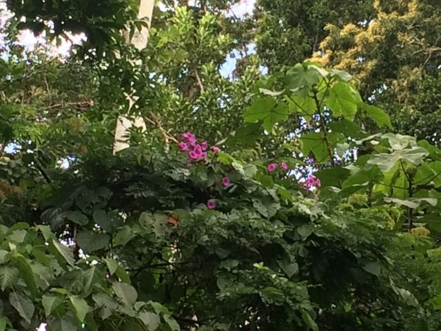 amazon-Inotawa-vines