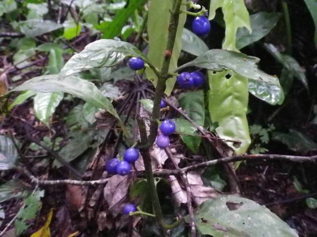 Inotawa-berries,blue-2013-1