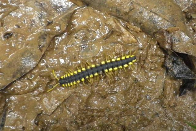 Inotawa-centipede2013-1