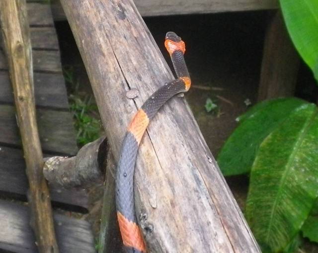 Inotawa-false-coralsnake-2013