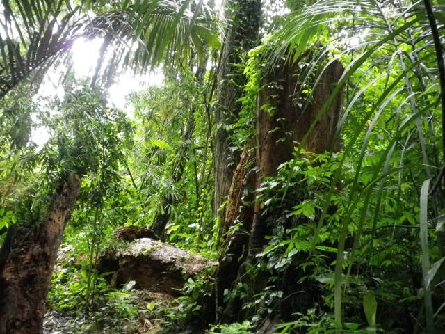 Inotawa-forest-2013-1