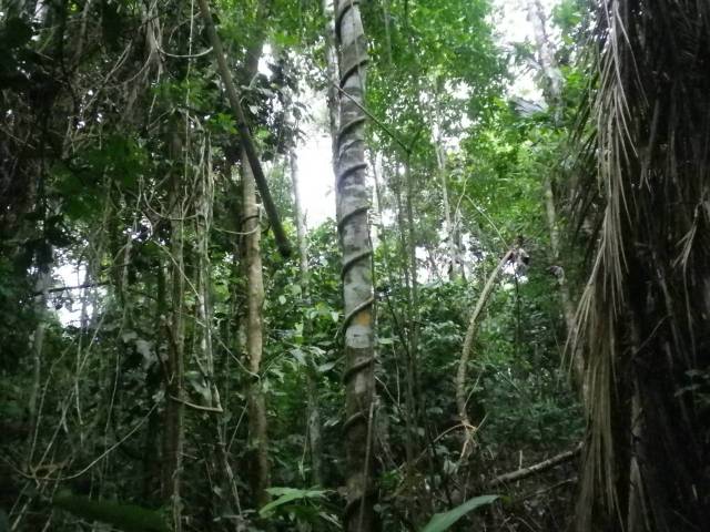 Inotawa-forest-2013-2