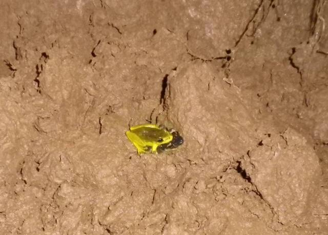 Inotawa-frog2013-2