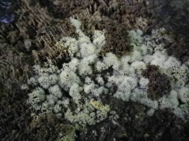 Inotawa-fungi2013-10