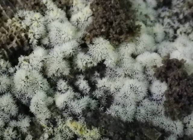 Inotawa-fungi2013-11