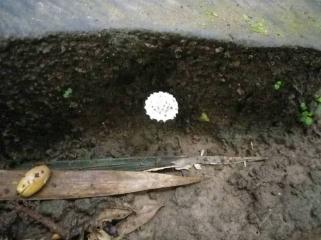 Inotawa-fungi2013-12