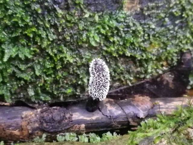 Inotawa-fungi2013-13