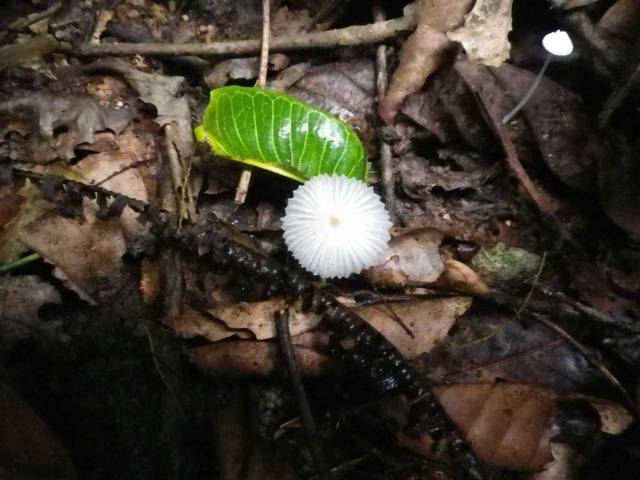 Inotawa-fungi2013-14