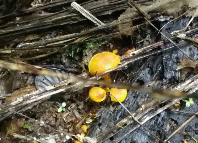 Inotawa-fungi2013-15