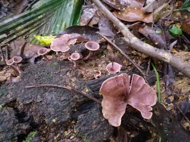 Inotawa-fungi2013-16