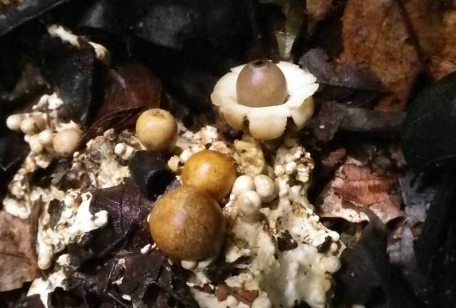 Inotawa-fungi2013-fungi17