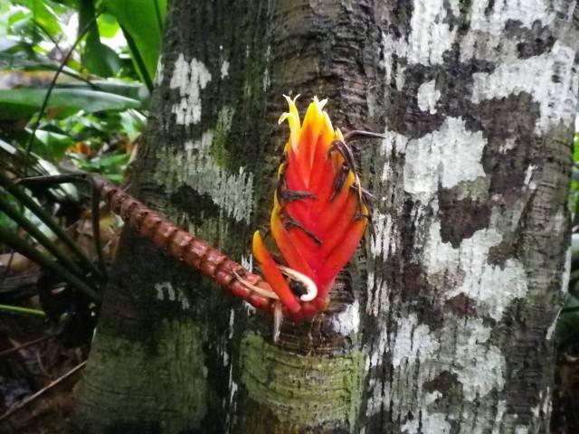 Inotawa-heliconia-2013-1