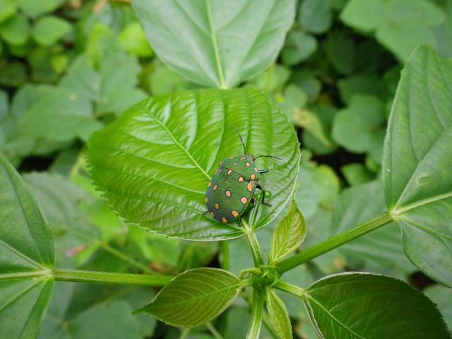 Inotawa-insect2013-2