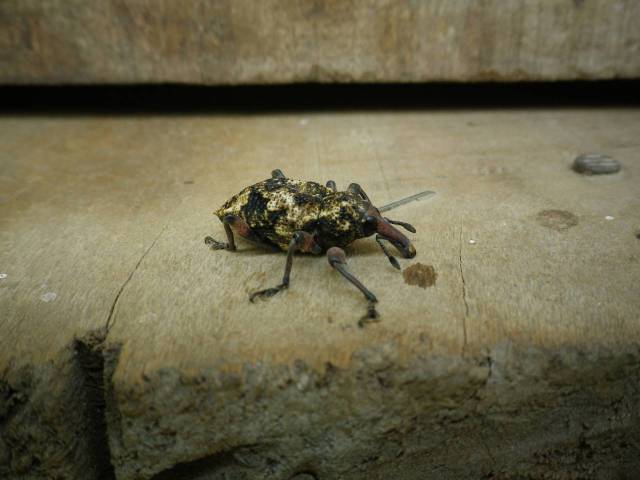 Inotawa-insect2013-3