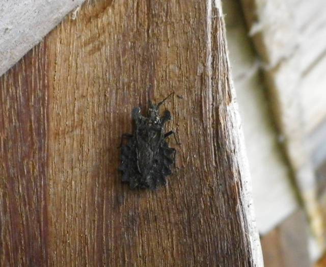 Inotawa-insect2013-4