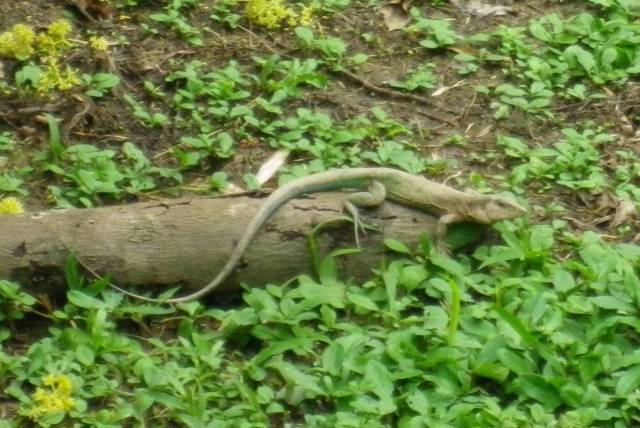 Inotawa-lizard-2013