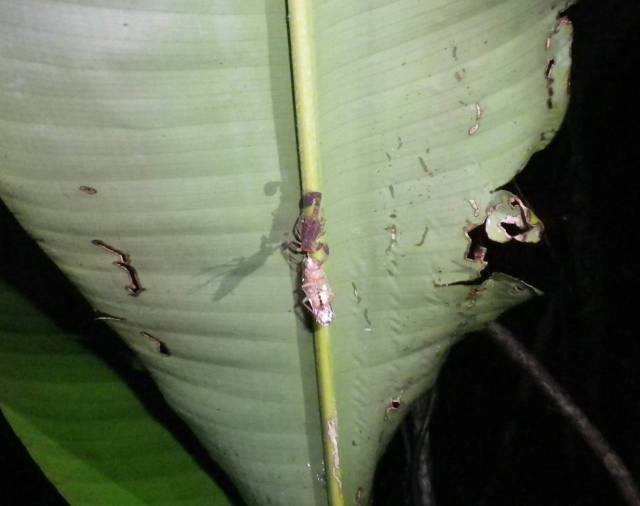 Inotawa-scorpian-2013-1