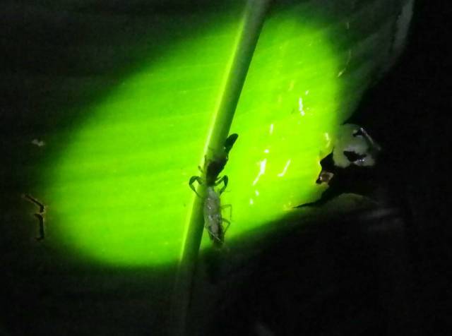 Inotawa-scorpian-2013-2