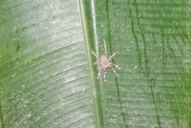 Inotawa-spider2013-1