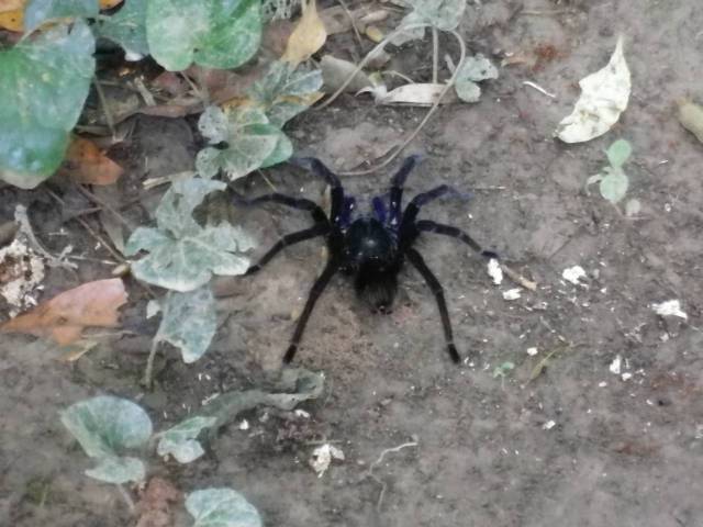 Inotawa-spider2013-2