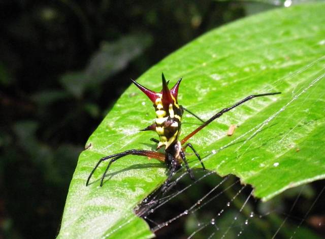 Inotawa-spider2013-3