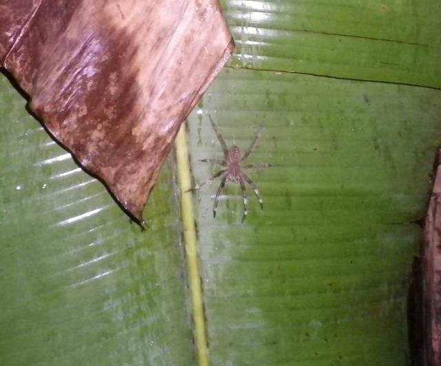 Inotawa-spider2013-5