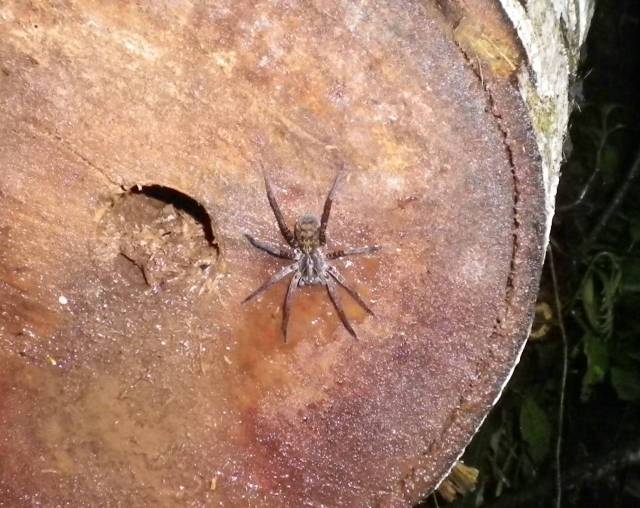 Inotawa-spider2013-6