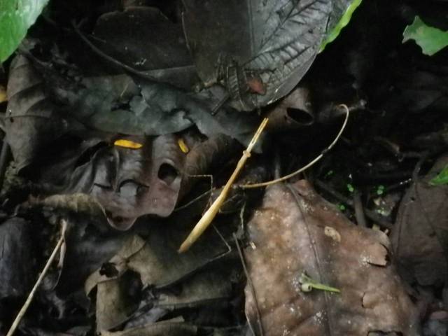 Inotawa-stick-insect2013-1