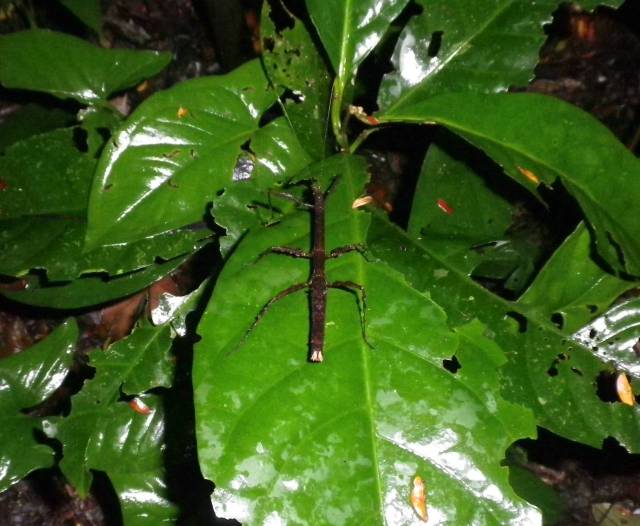 Inotawa-stick-insect2013-2