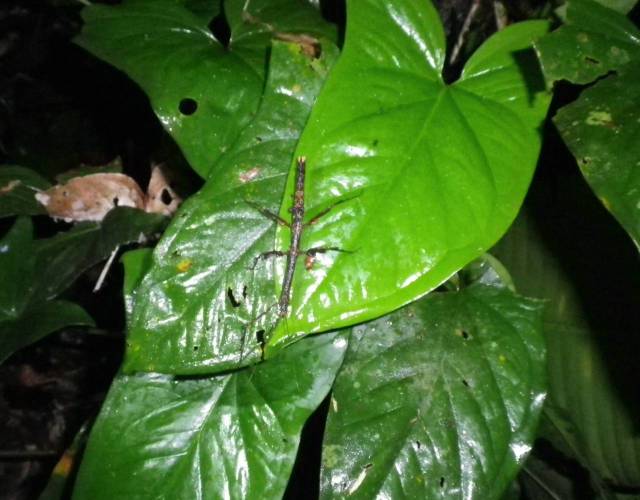 Inotawa-stick-insect2013-3