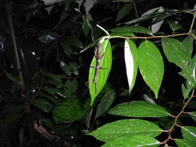 Inotawa-stick-insect2013-4